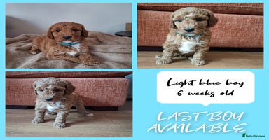 Australian Labradoodle dogs - Advert 3