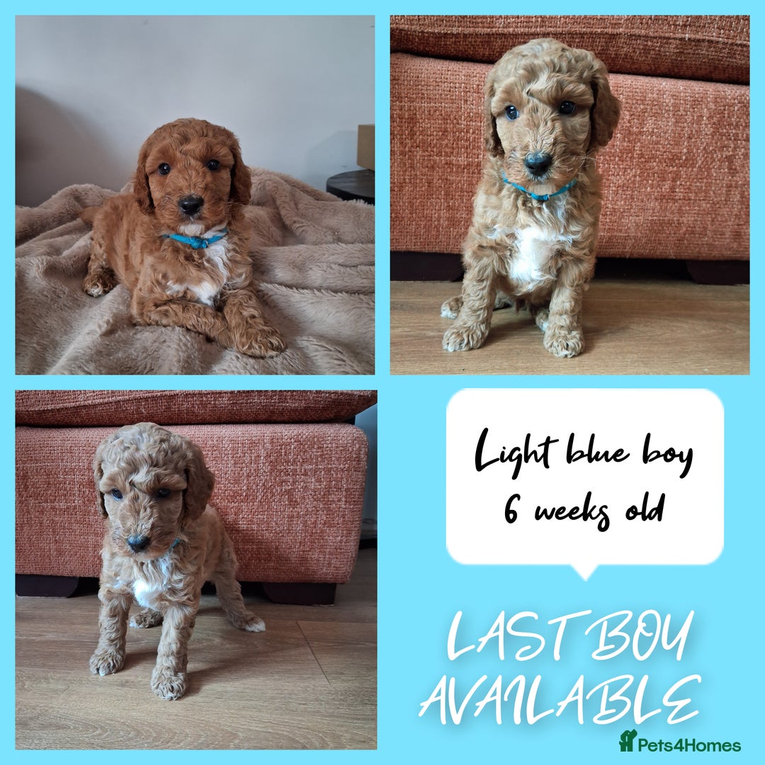 Australian Labradoodle dogs for sale: Stunning Australian labradoodles - Image 10