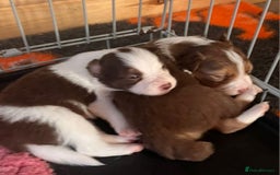 Border Collie dogs for sale: Red white border collies  - Image 1