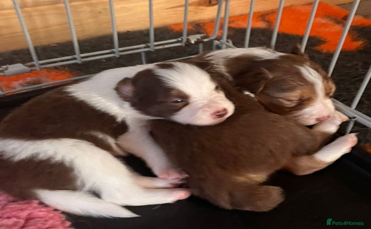 Border Collie dogs - Advert 1