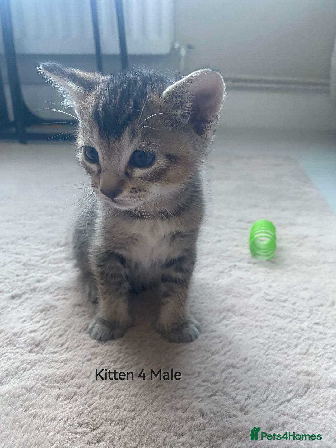 Mixed Breed cats for sale: Siamese Bengal mix kittens  - Advert 16