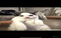 Mixed Breed cats for sale: Beautiful, friendly, playful kittens x - Image 2