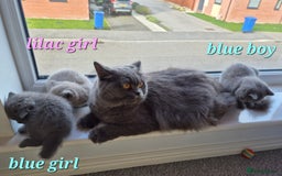 British Shorthair cats for sale: BSH kittens for new home  - Image 10