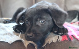 Labrador Retriever dogs for sale: Black Labrador Retriever Puppies - Image 9