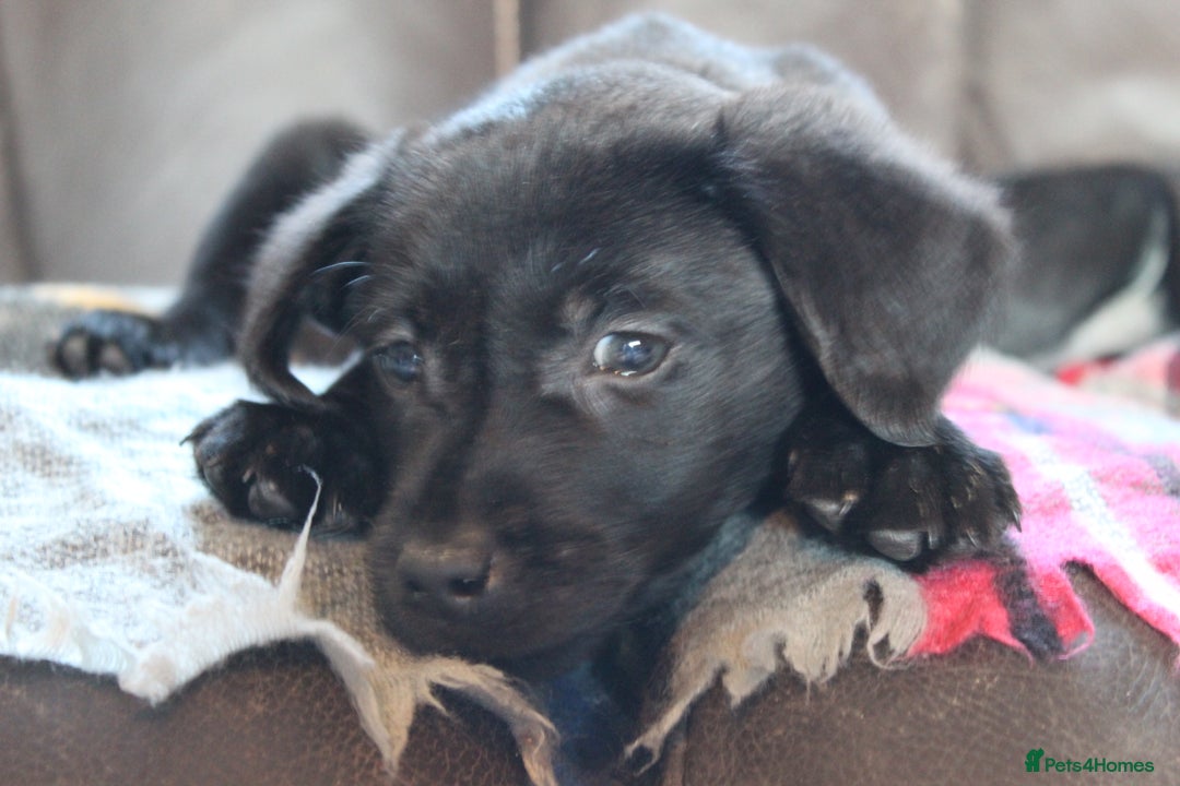 Labrador Retriever dogs for sale: Black Labrador Retriever Puppies - Image 9