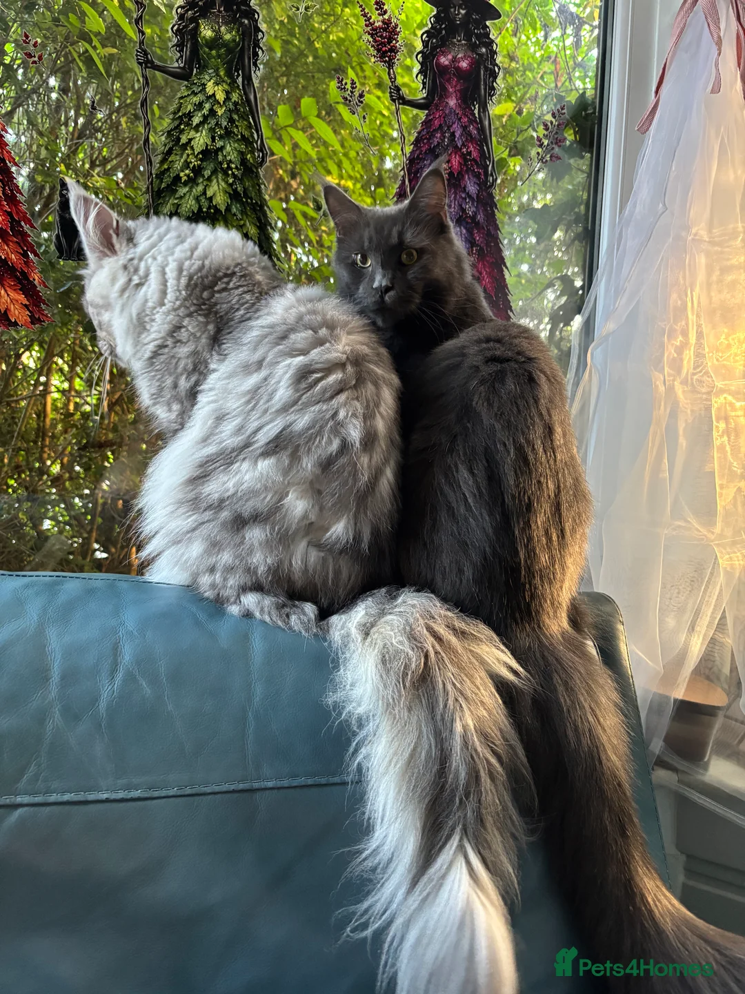 Maine Coon cats for sale: Maine Coon for Halloween! - Advert 2