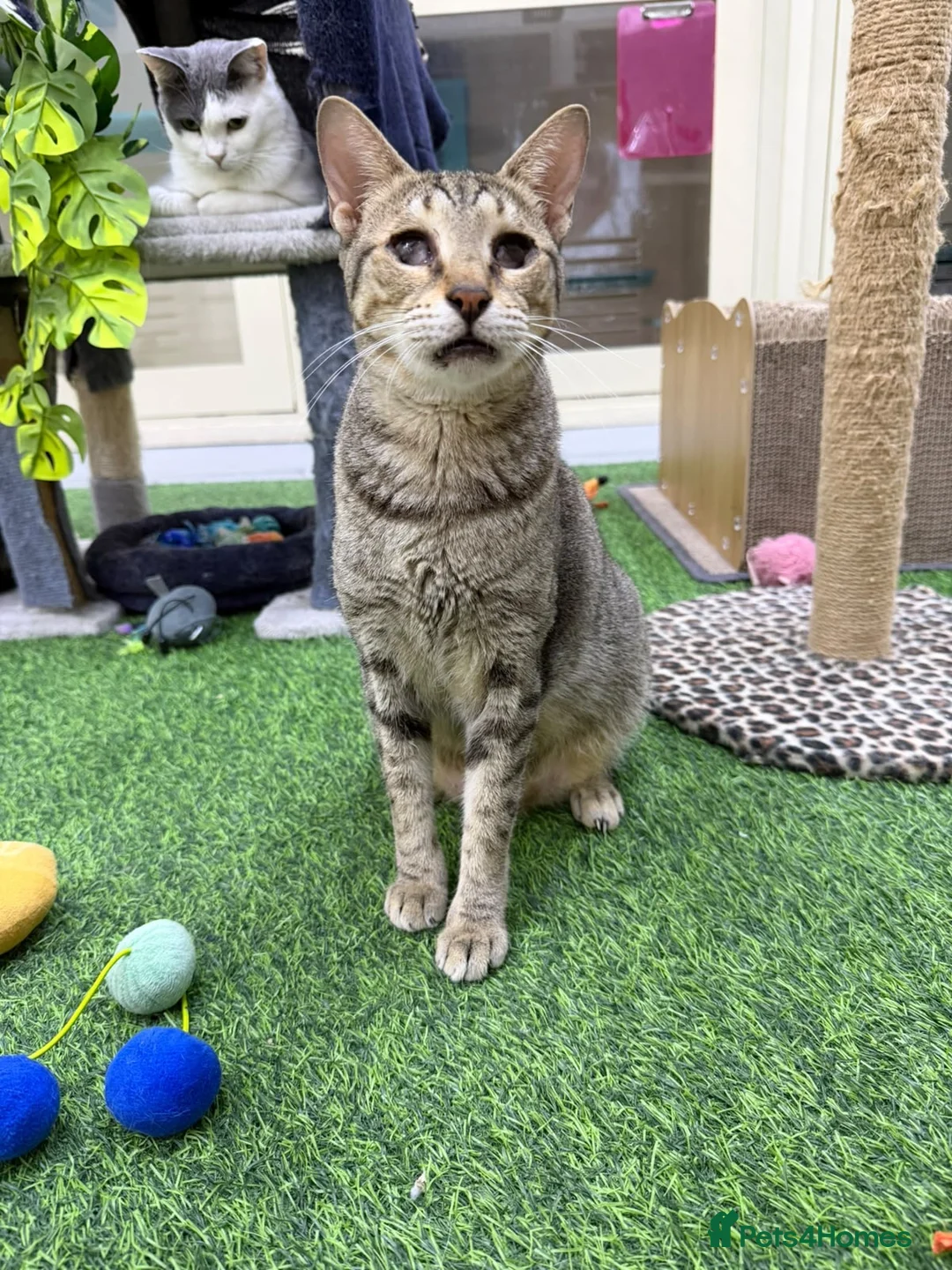 Mixed Breed cats for adoption: Indoor *SPECIAL NEEDS* blind rescue girl  - Advert 1
