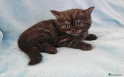 Scottish Fold cats for sale: Adorable Scottish fold Straight Ears Kittens  - Image 30
