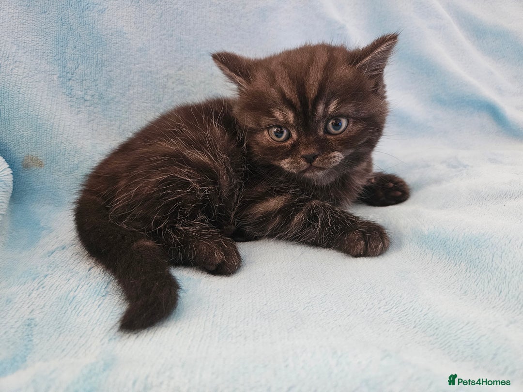 Scottish Fold cats for sale: Adorable Scottish fold Straight Ears Kittens  - Image 30