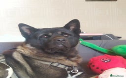 Akita dogs for stud: American Akita for Stud - Image 9