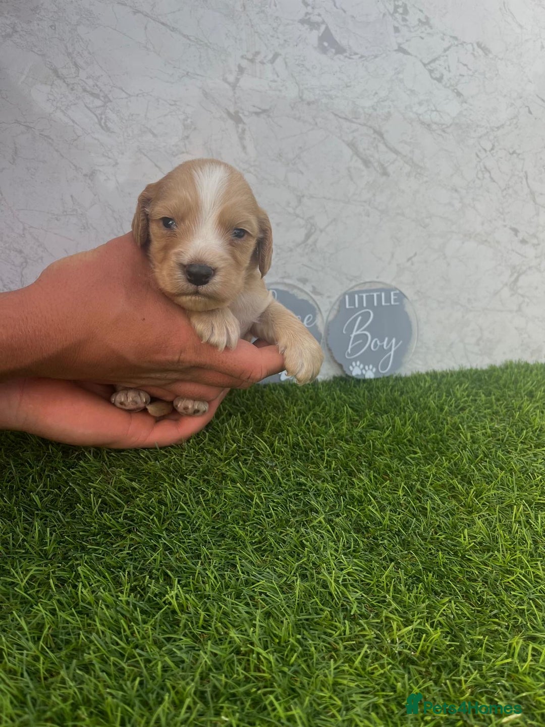 Cocker Spaniel dogs for sale: 🐾 Reservation list now open🐾 - Image 6