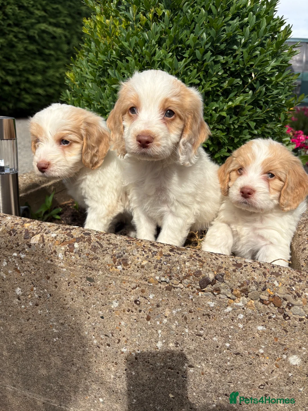 Cockapoo dogs for sale: Cockapoos - Advert 1