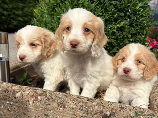 Cockapoo dogs Cockapoos - Advert 1