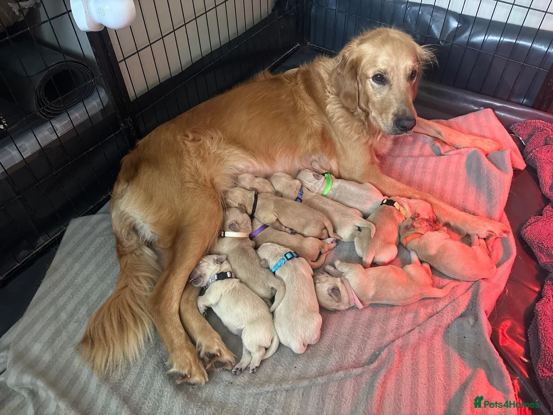 Golden Retriever dogs for sale: Gorgeous Golden Retriever Puppies - Advert 7
