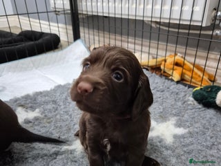 Cocker Spaniel dogs Cocker Spaniel Puppies, ready 22nd Dec! - Advert 5