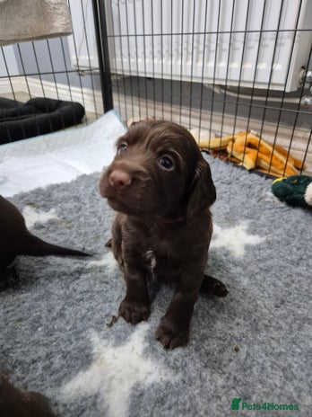 Cocker Spaniel dogs Cocker Spaniel Puppies, ready 22nd Dec! - Advert 11