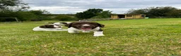 English Springer Spaniel dogs for sale: Stunning KC registered Springer Spaniel pups in Grantown-on-Spey - Advert 3