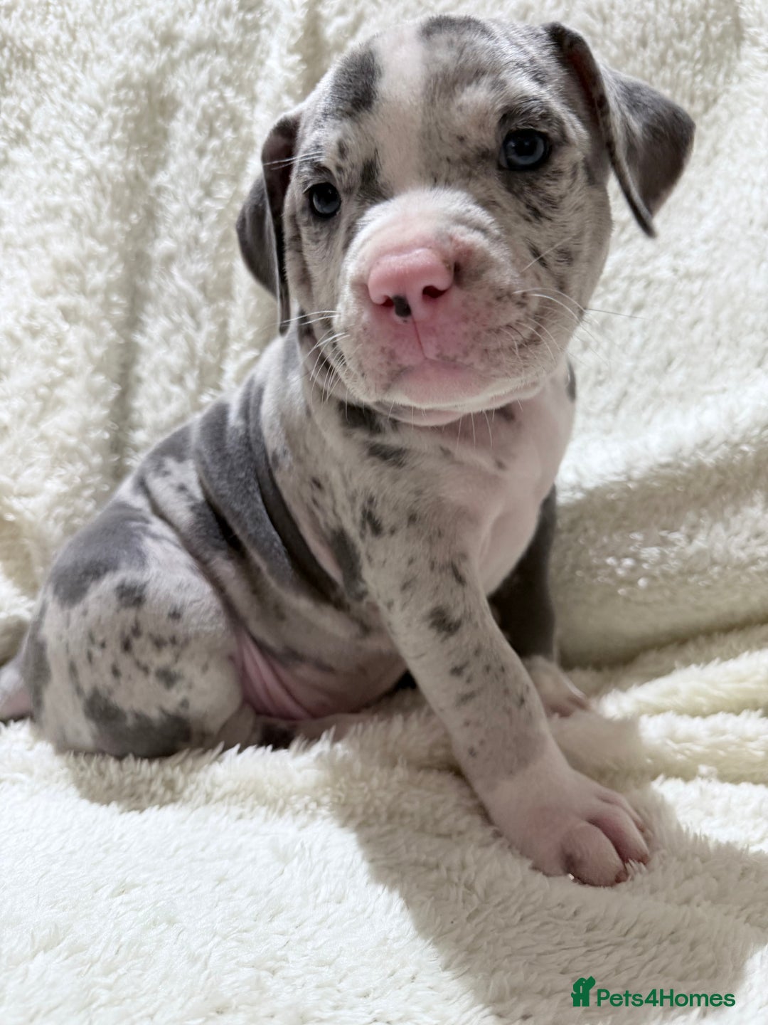 American Bully dogs for sale: Abkc Pocket Bully X Abkc classic Bully puppies - Image 30