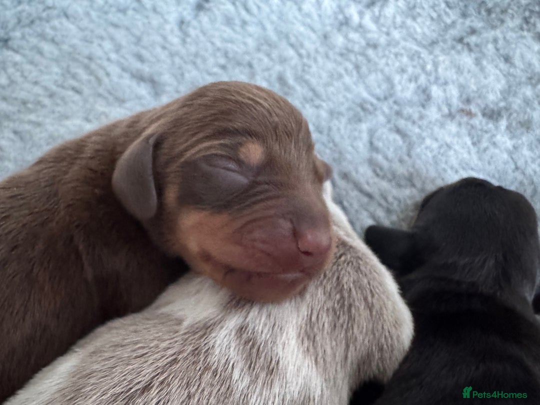 Miniature Dachshund dogs for sale: 🐾Stunning Miniature Dachshunds🐾🤩 - Image 4
