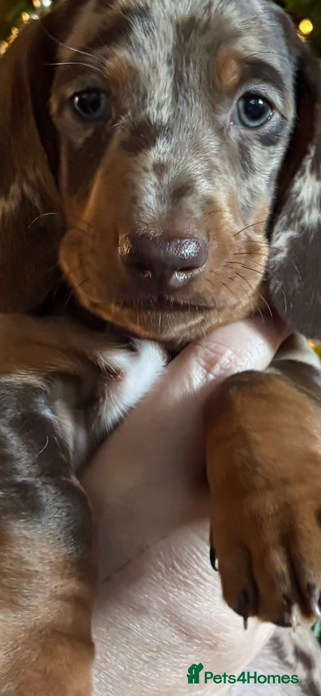 Dachshund dogs for sale: Standard dachshund puppies - Advert 1
