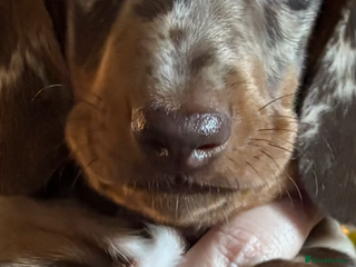 Dachshund dogs Standard dachshund puppies - Advert 2