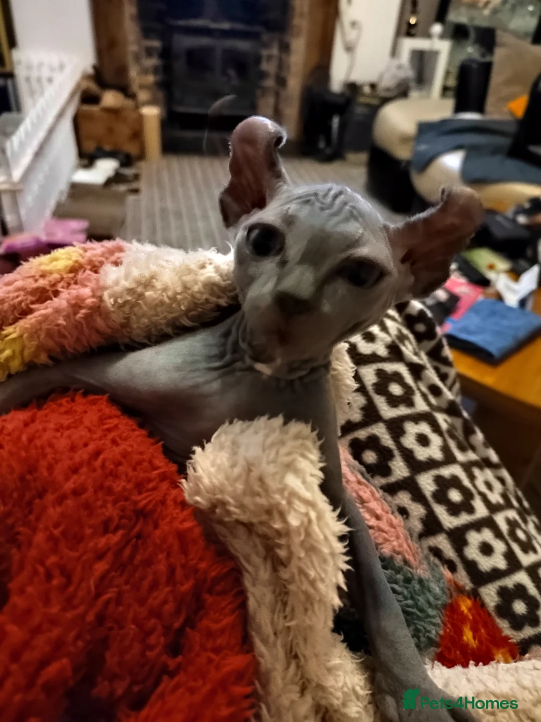 Sphynx cats for sale: Pair of Silver-Blue Elf Sphynx  - Advert 13
