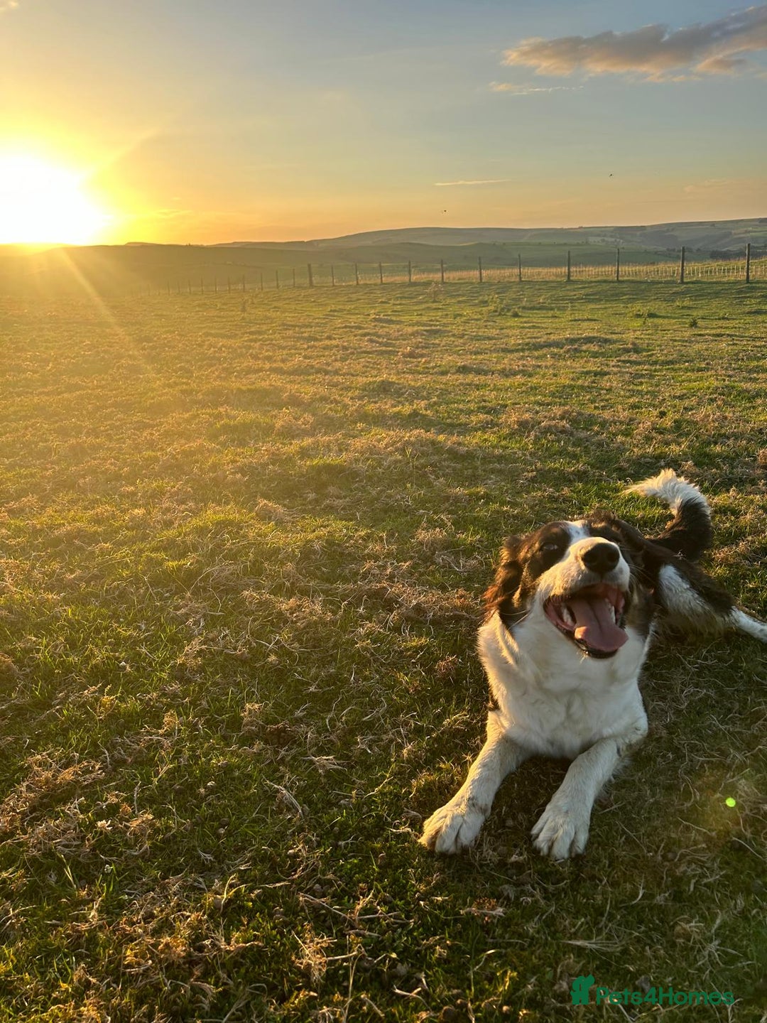 Border Collie dogs for sale: 8 Border Collie Puppies - Advert 10