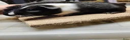 Guinea Pig rodents for sale: Beautiful well handled baby boys guinea pigs  - Advert 12