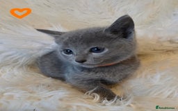 Russian Blue cats for sale: GCCF, CHAMPION SIRED RUSSIAN BLUE KITTENS - Advert 11