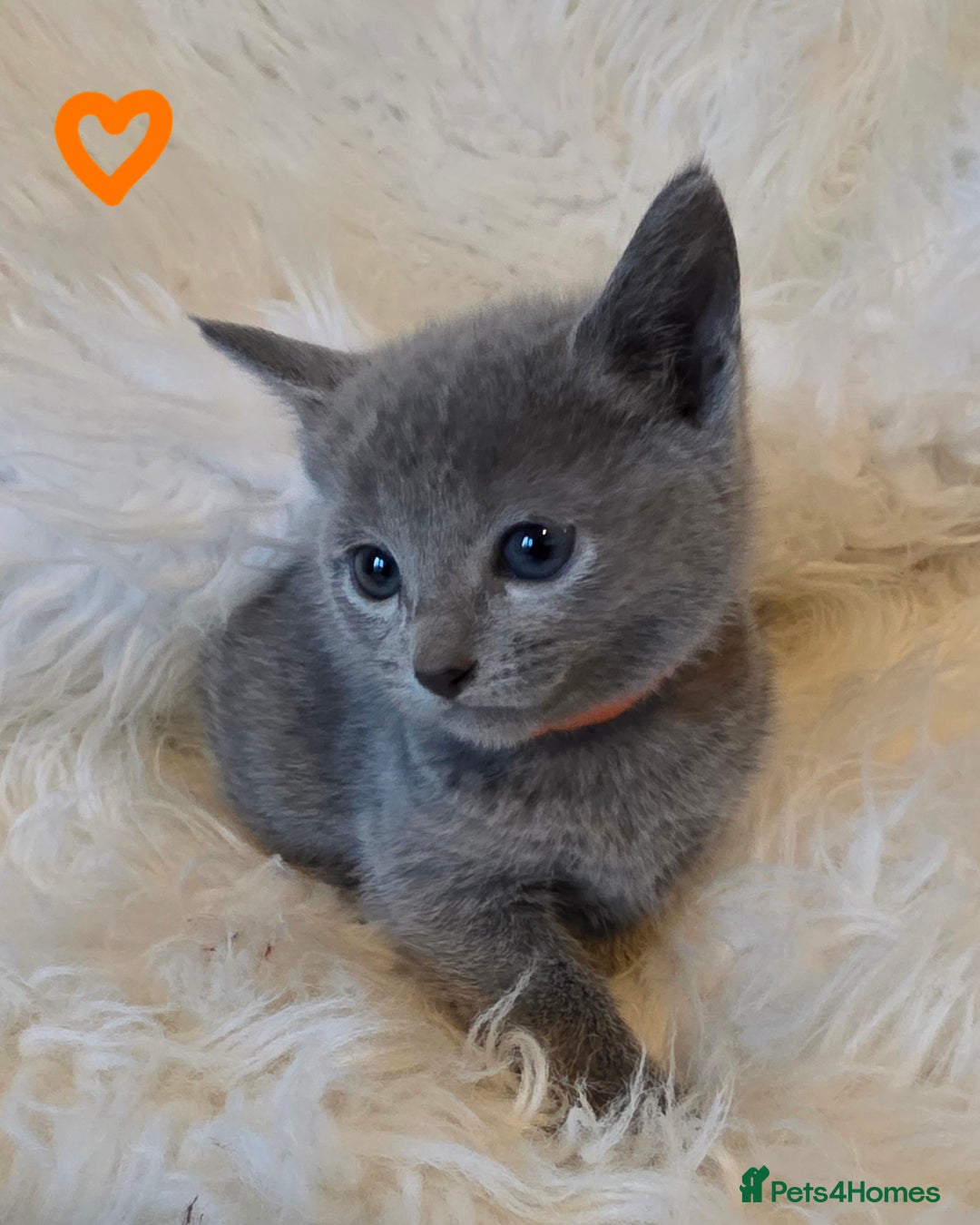 Russian Blue cats for sale: GCCF, CHAMPION SIRED RUSSIAN BLUE KITTENS - Advert 11