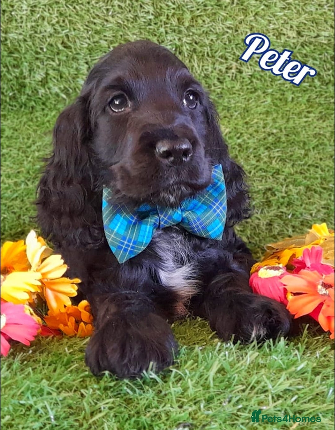 Cocker Spaniel dogs for sale: Handsome Show Cocker Spaniel - Advert 7