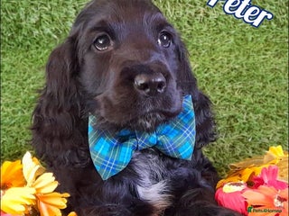 Cocker Spaniel dogs Handsome Show Cocker Spaniel - Advert 7