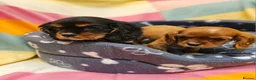 Cavalier King Charles Spaniel dogs for sale: Cavalier king Charles puppies  in Glasgow - Advert 4