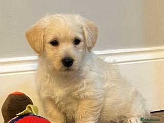 West Highland Terrier dogs Adorable westiepoo puppy - Advert 3