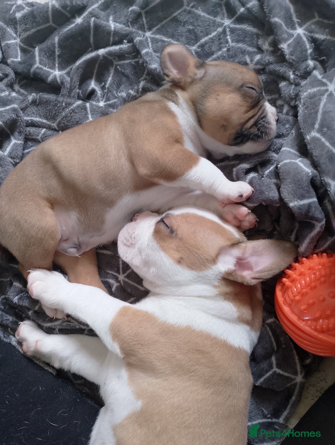 Mixed Breed dogs for sale: Beautiful Big Old Thyme bulldog x Staffy Pups  - Image 3