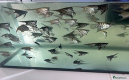 Angelfish fish for sale: Young Angel fish in Harlow - Image 1