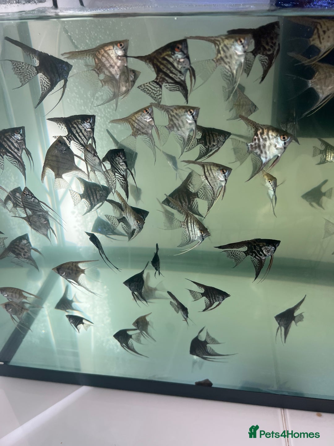 Angelfish fish for sale: Young Angel fish in Harlow - Image 1