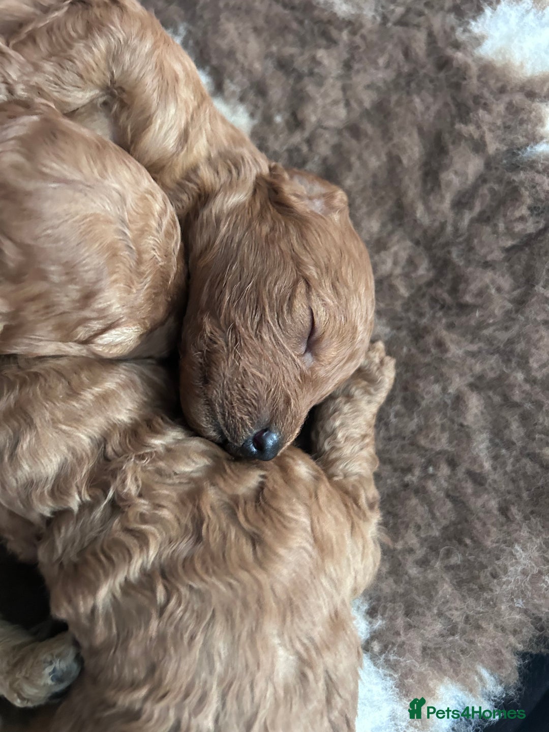 Miniature Poodle dogs for sale: Miniature poodles - Advert 20