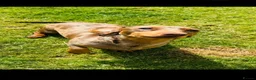 Miniature Dachshund dogs for sale: Beautiful Miniature Dachshund  in Penrith - Advert 8