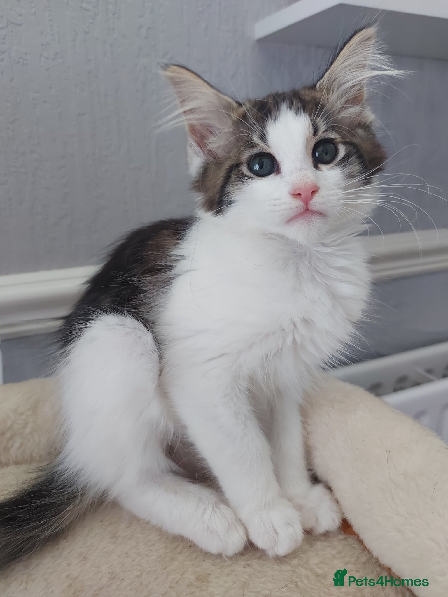 Mixed Breed cats Lovely fluffy girl 🩷 - Advert 1