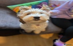 Mixed Breed dogs for sale: Shih Szu cross - Image 6