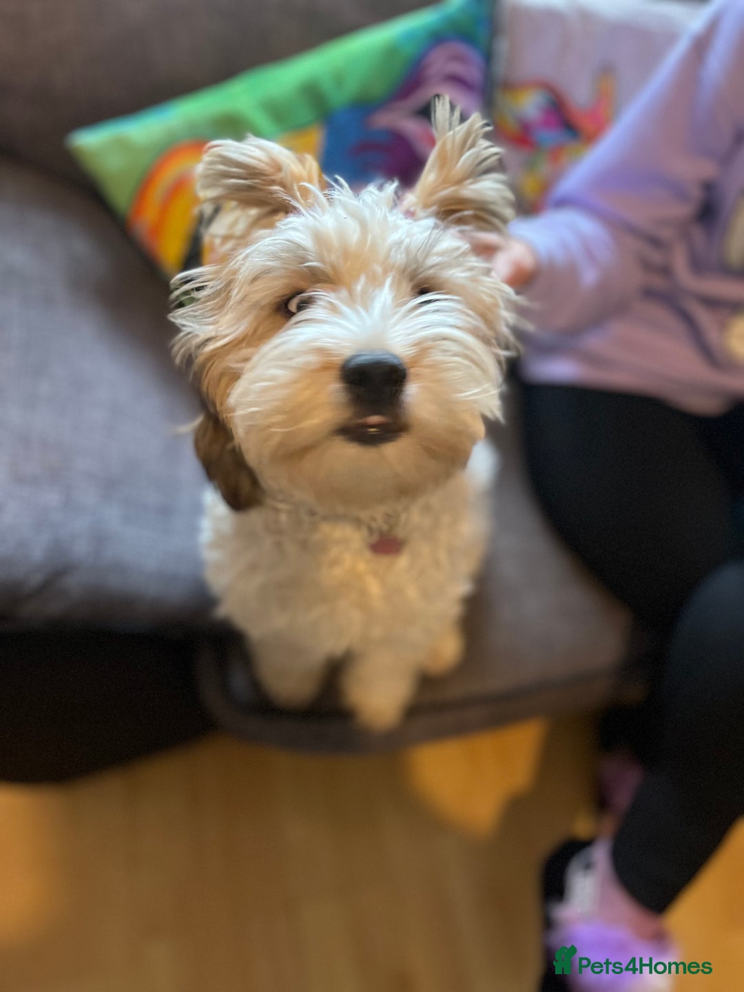 Mixed Breed dogs for sale: Shih Szu cross - Image 6