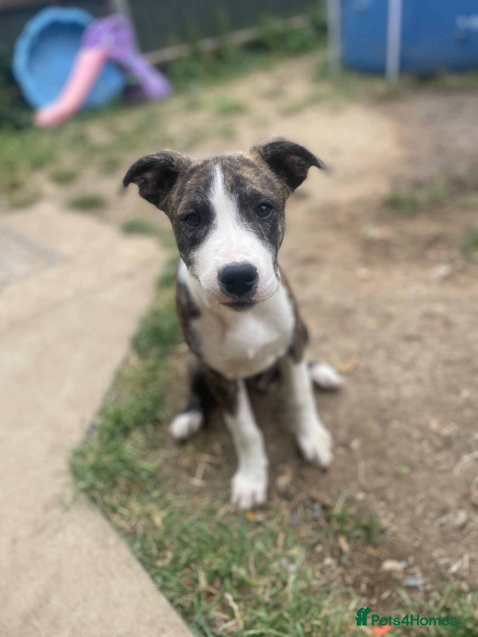 Mixed Breed dogs ✨1BoyLeft!🥺💙🐾 - Advert 13