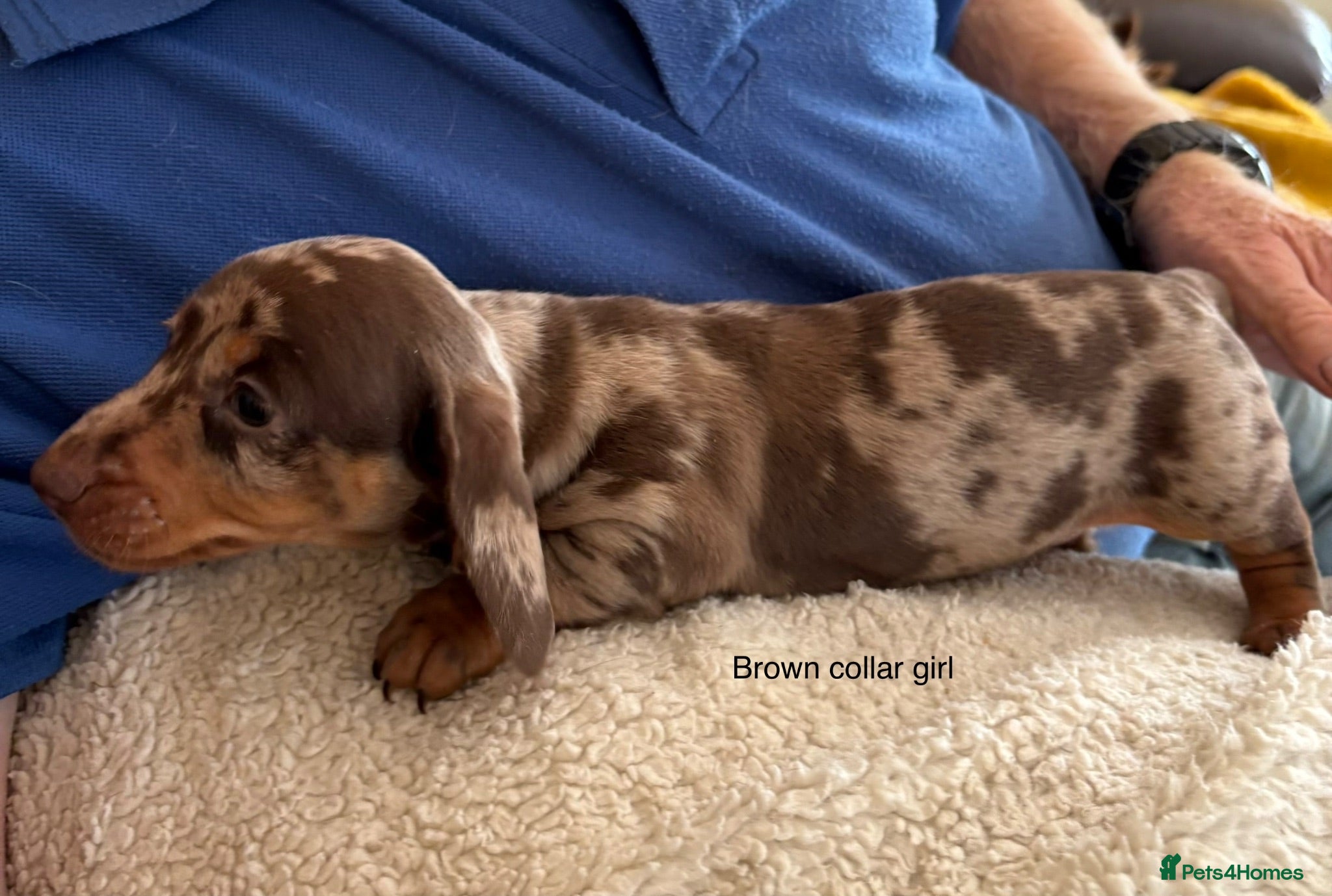 Miniature Dachshund dogs (READY NOW) Gorgeous Chocolate Dapple Girl - Advert 2