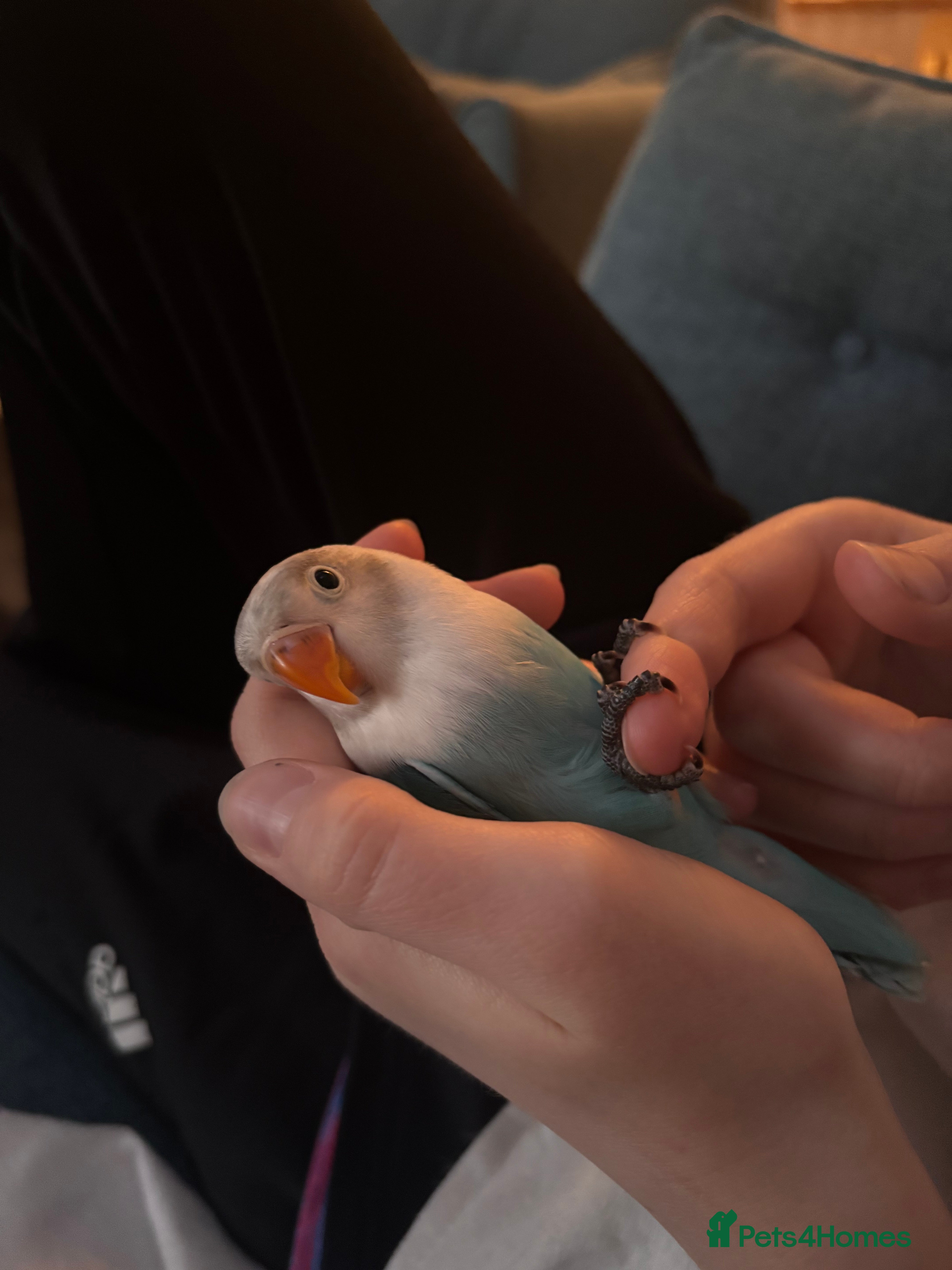 Lovebirds birds Beautiful hand-reared Fischer’s lovebirds  - Advert 6