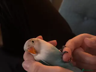 Lovebirds birds Beautiful hand-reared Fischer’s lovebirds - Advert 6