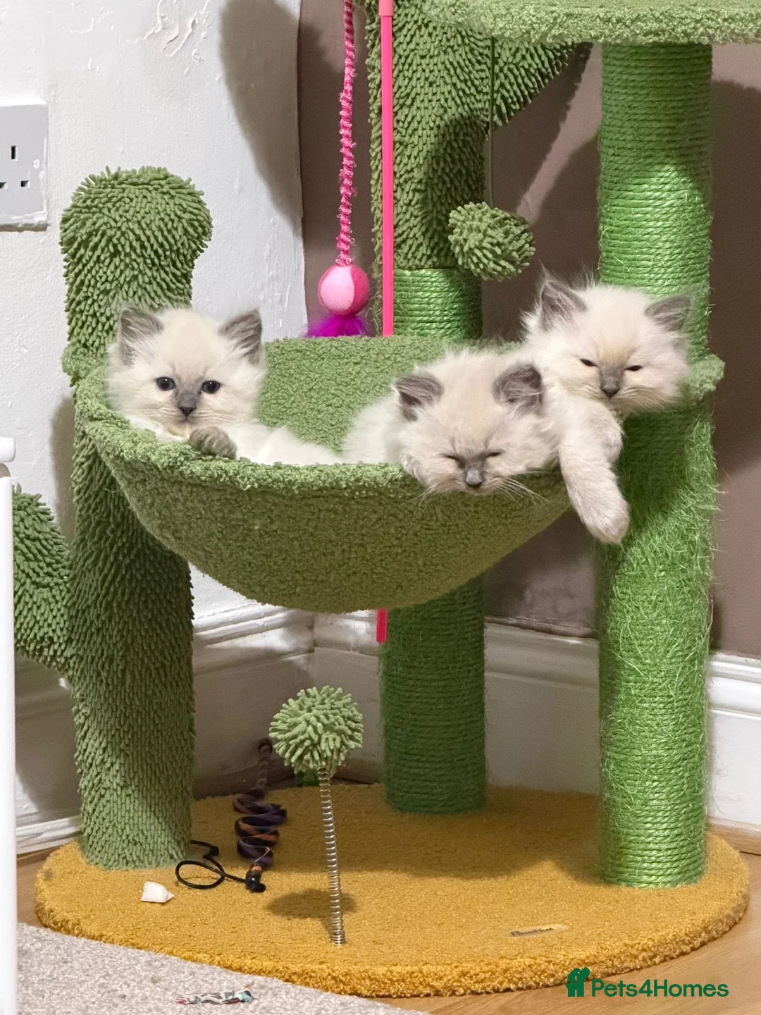 Ragdoll cats for stud: Koda- in Leicester - Advert 2