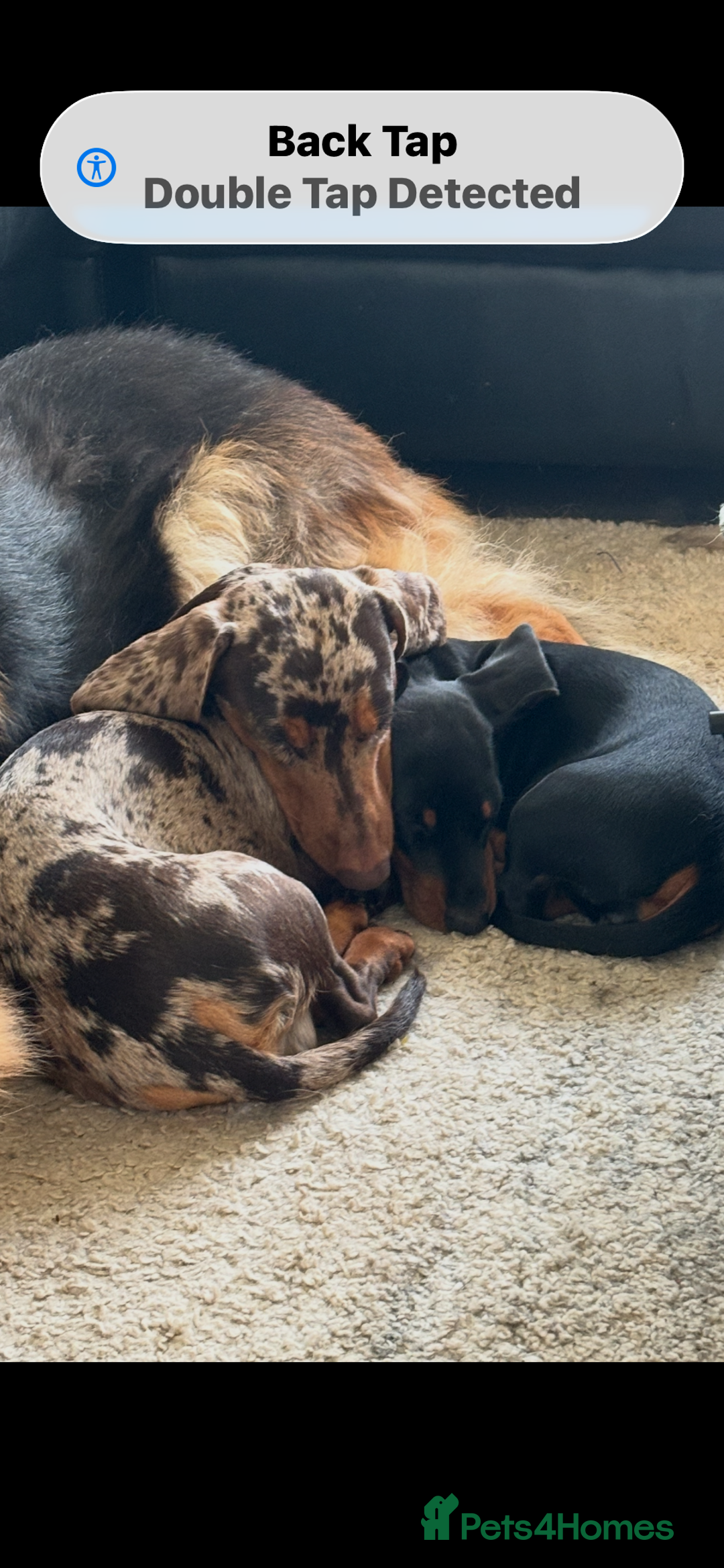 Miniature Dachshund dogs for sale: 🐾 Miniature Dachshund Puppies Expected - Advert 4