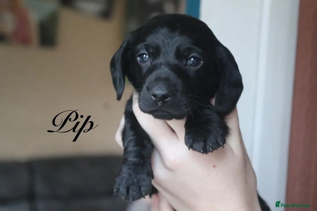 Miniature Dachshund dogs for sale: Mini Dachshunds❤️ - Advert 4