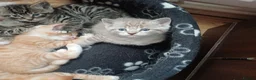Mixed Breed cats for sale: Six boys and one girl😍😍😍 - Advert 2